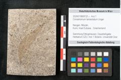 Foto (Objekt + Etikett) von Cinnamomum lanceolatum Unger (NHMW-GEO-2024-0188-8131)